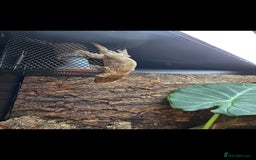 Gecko reptiles for sale: Male Leachie Gecko - Image 3