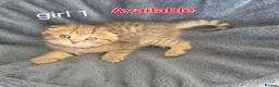 Scottish Fold cats for sale: 3 gorgeous Scottish fold kittens left♡left - Advert 6