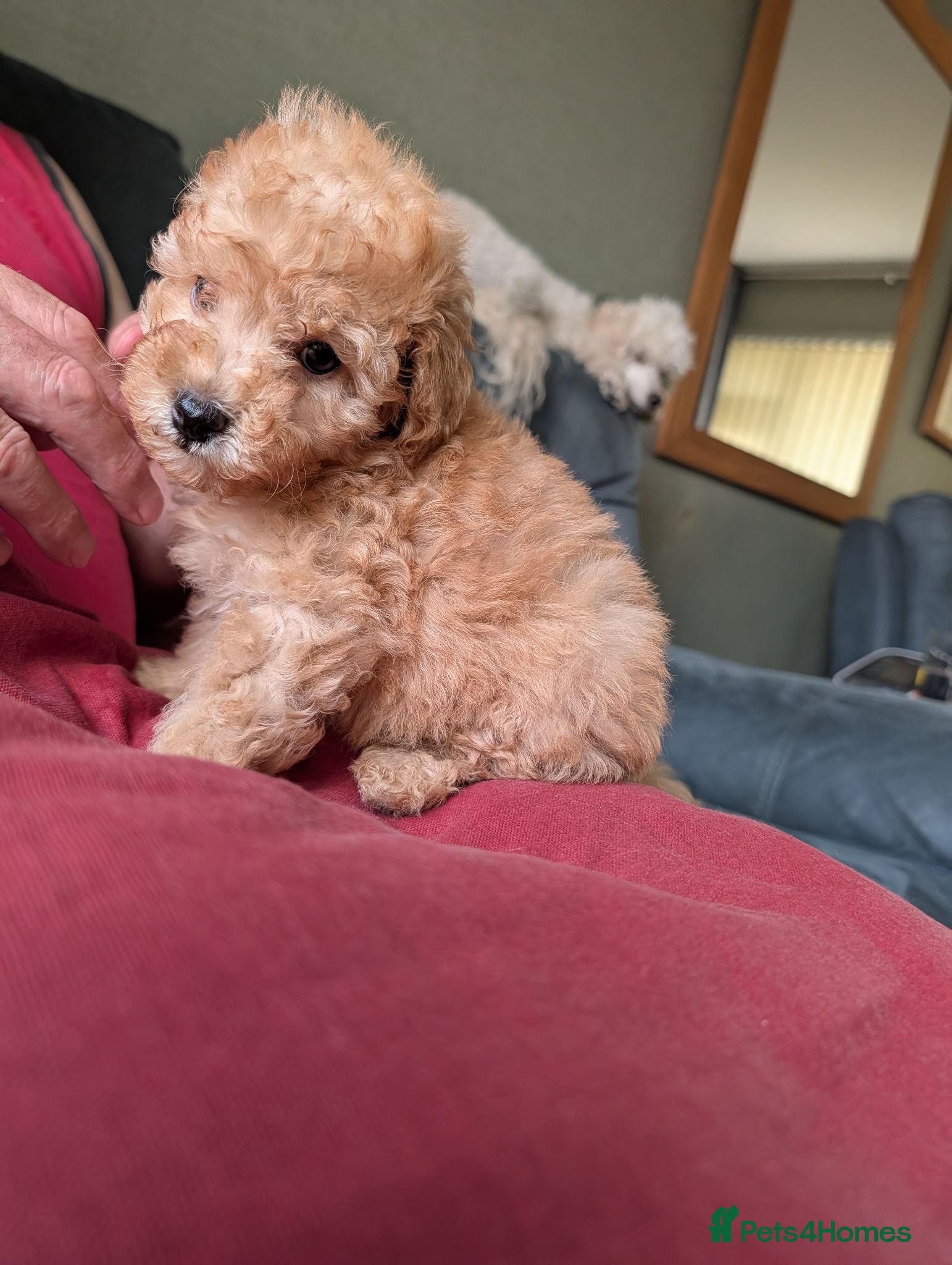 Toy Poodle dogs Toy poodles Maggies puppies  - Advert 10