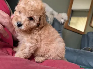 Toy Poodle dogs Toy poodles Maggies puppies - Advert 2