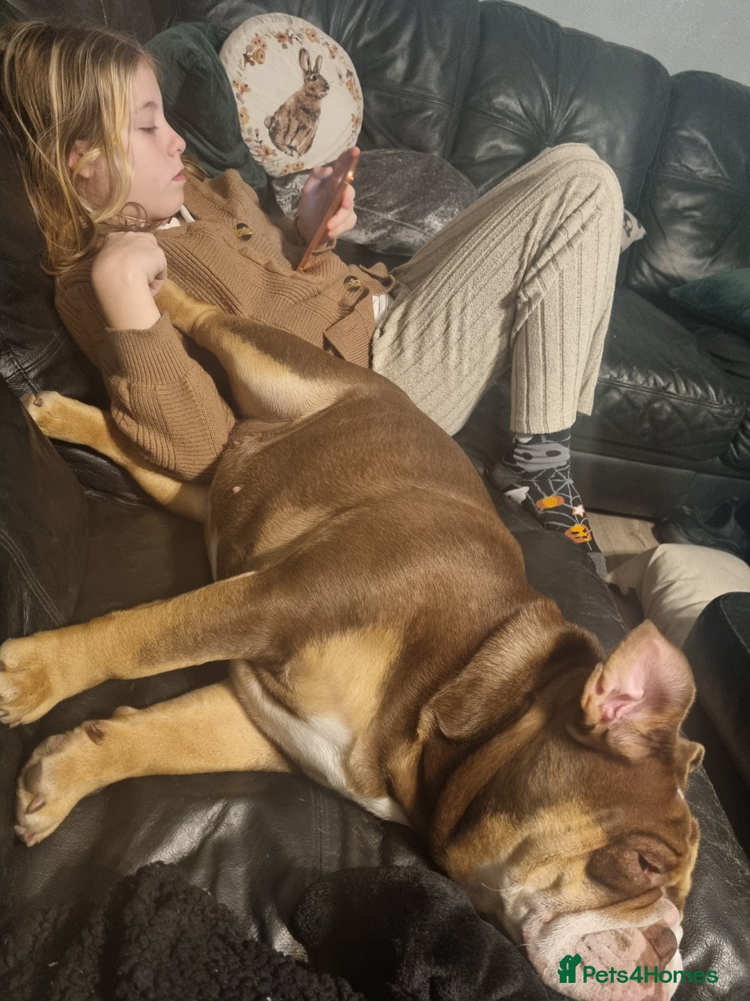 English Bulldog dogs for sale: New english Bulldog - Advert 4