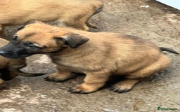 Belgian Shepherd Dog dogs for sale: Belgium Malinois pups for sale - Advert 3