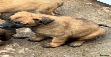 Belgian Shepherd Dog dogs Belgium Malinois pups for sale - Advert 10