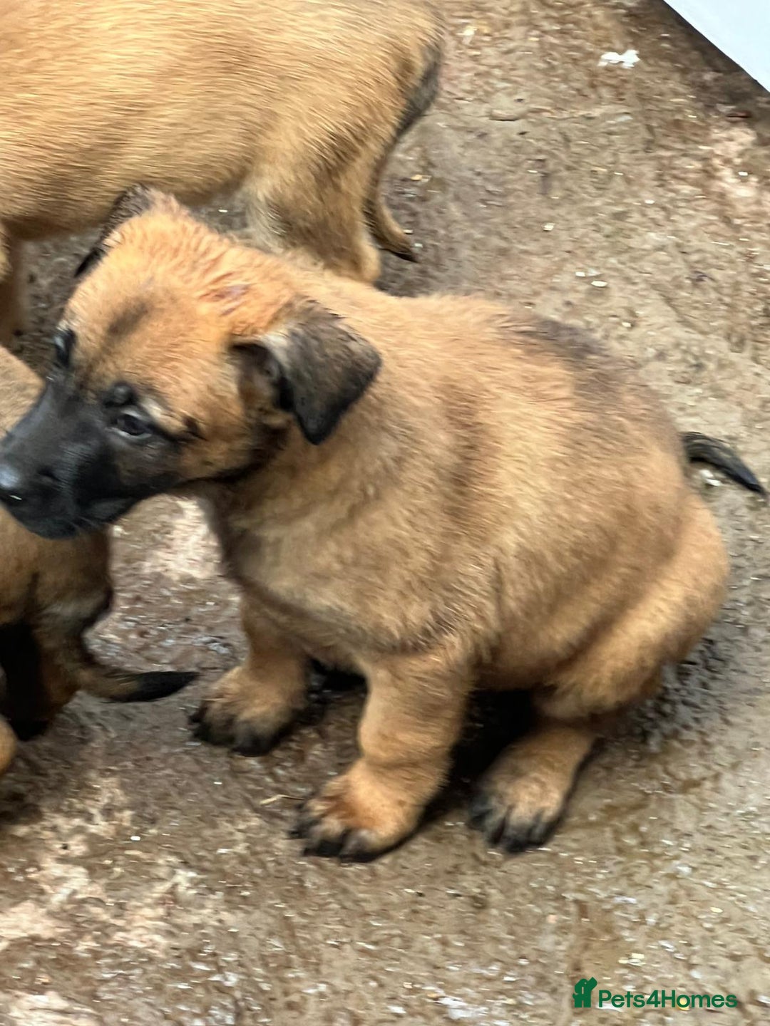 Belgian Shepherd Dog dogs for sale: Belgium Malinois pups for sale - Advert 3