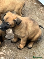 Belgian Shepherd Dog dogs Belgium Malinois pups for sale - Advert 1
