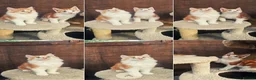 Mixed Breed cats for sale: 2 Ginger Male kittens ready for new home now! in West Drayton - Advert 15