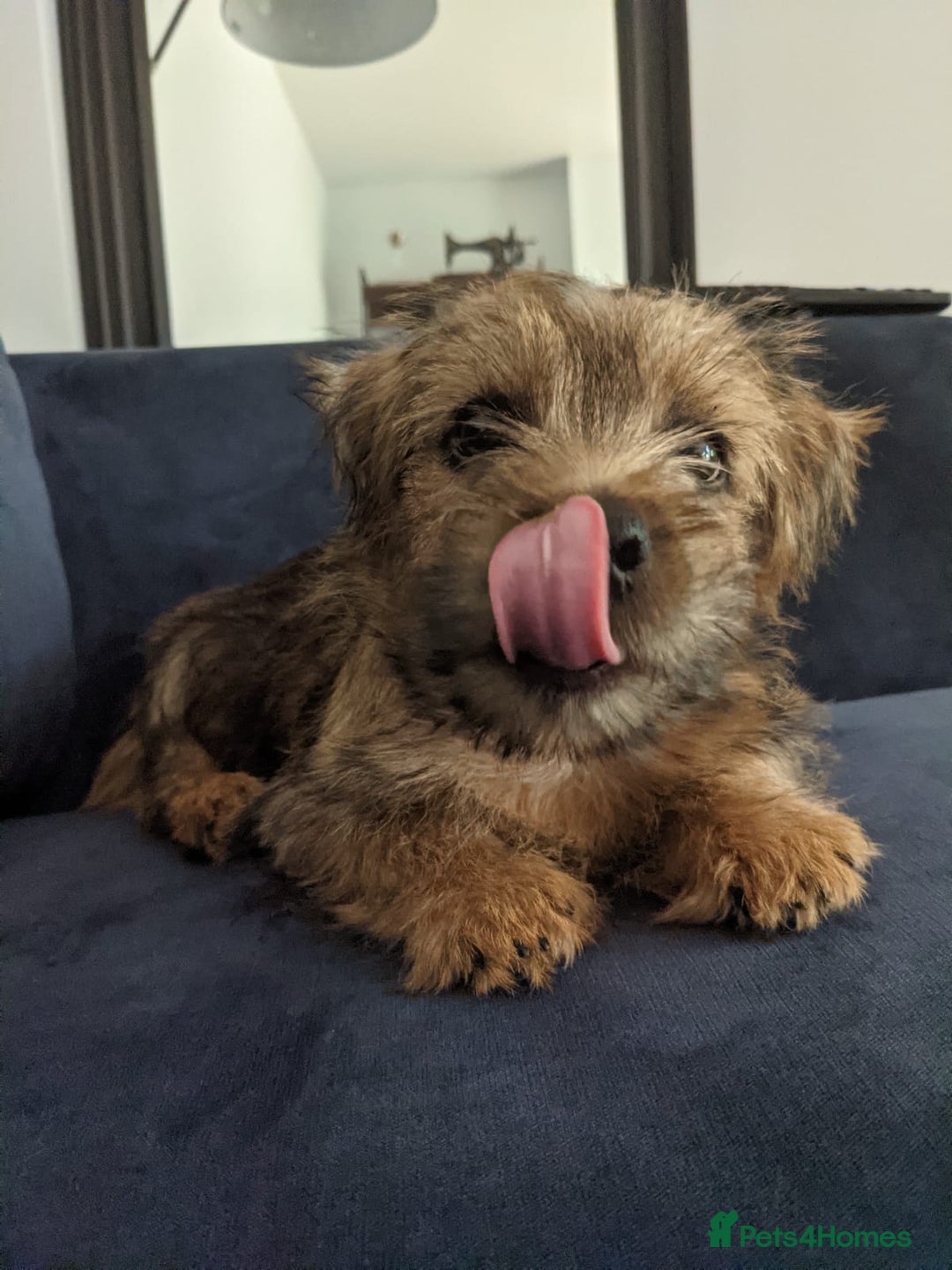 Norfolk Terrier dogs for sale: Silverlily £300 deduction on 1st years insurance! - Advert 27