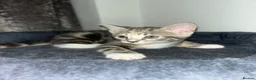Mixed Breed cats for sale: 3 Gorgeous Female Kittens Ready Now  🐾  - Advert 20