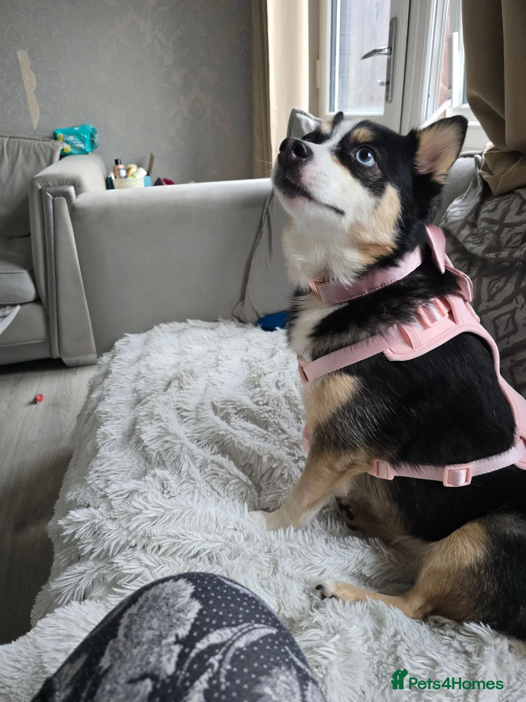 Pomsky dogs for sale: Reluctant sale of beloved girl - Advert 2