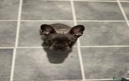French Bulldog dogs for sale: French Bulldog - Image 5
