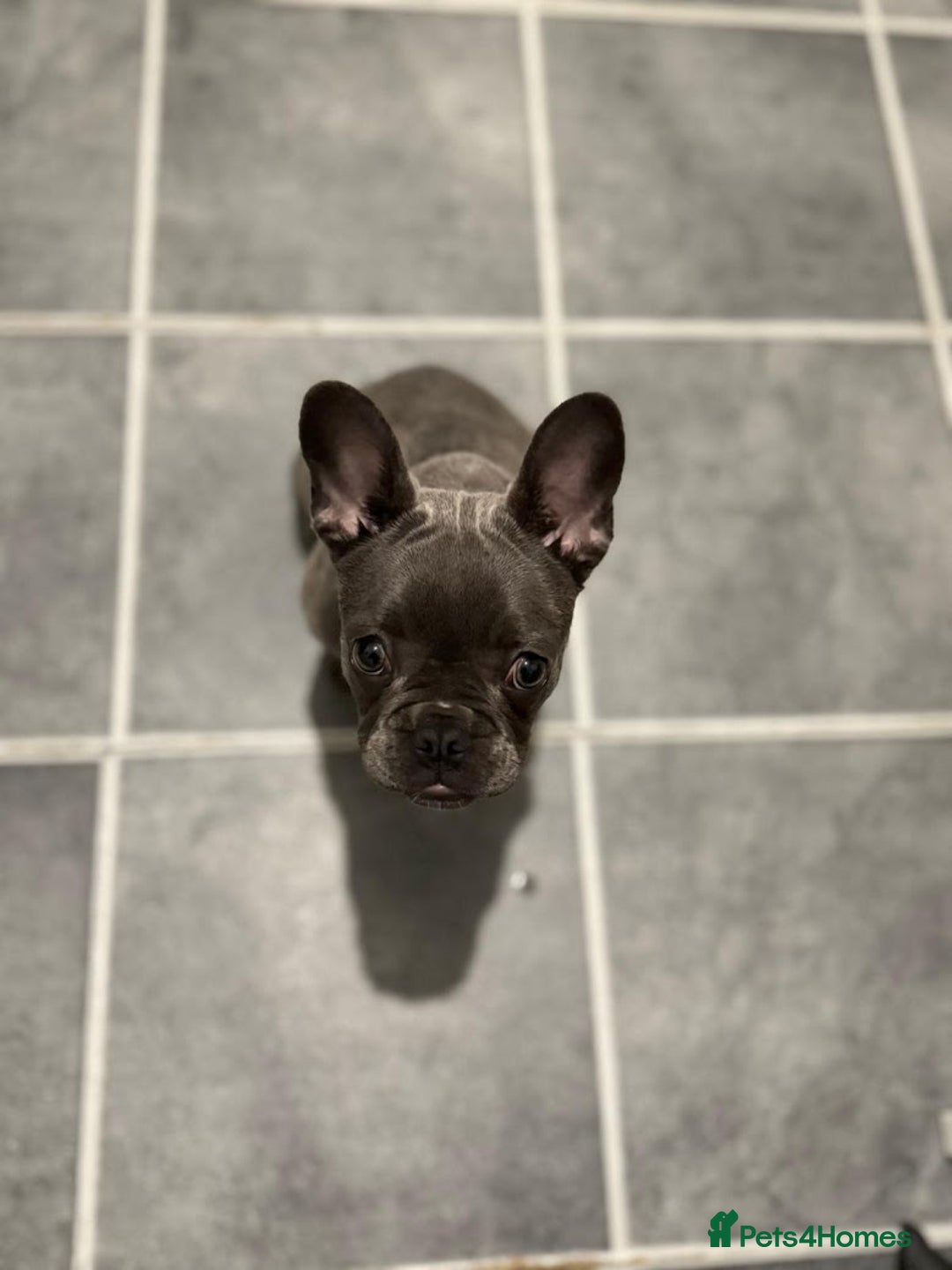 French Bulldog dogs for sale: French Bulldog - Image 5