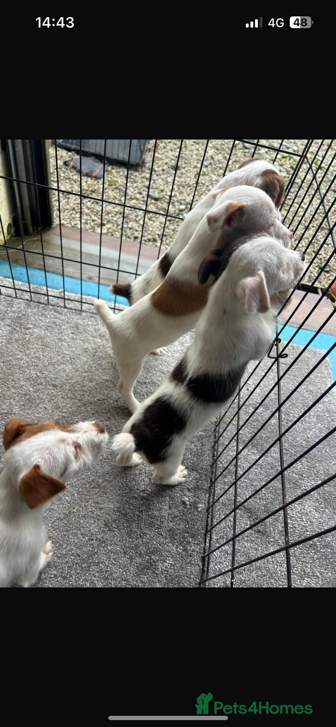 Jack Russell dogs for sale: Jack Russell puppies  - Advert 3