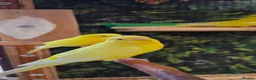 Budgerigars birds for sale: 6 Budgerigars for Sale - Advert 6