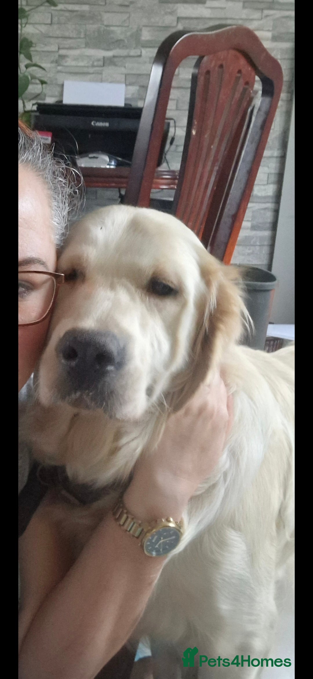 Golden Retriever dogs for sale: Kc Golden Retriever  - Advert 1