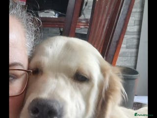 Golden Retriever dogs Kc Golden Retriever - Advert 5