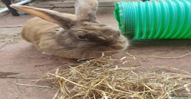 Mixed Breed rabbits - Advert 6