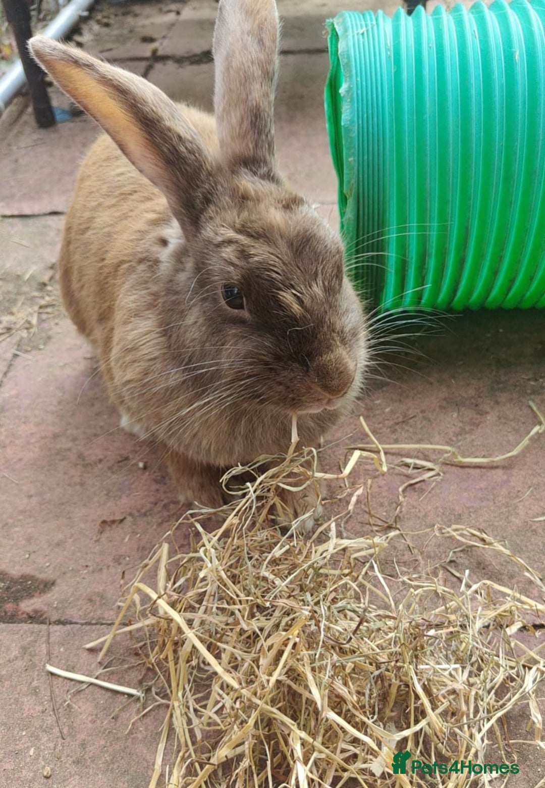 Mixed Breed rabbits for sale: Bonded bunnies - Image 2