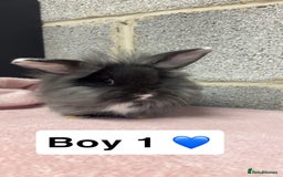 Mini Lop rabbits for sale: Mixed Mini Lops bunnies  - Advert 7