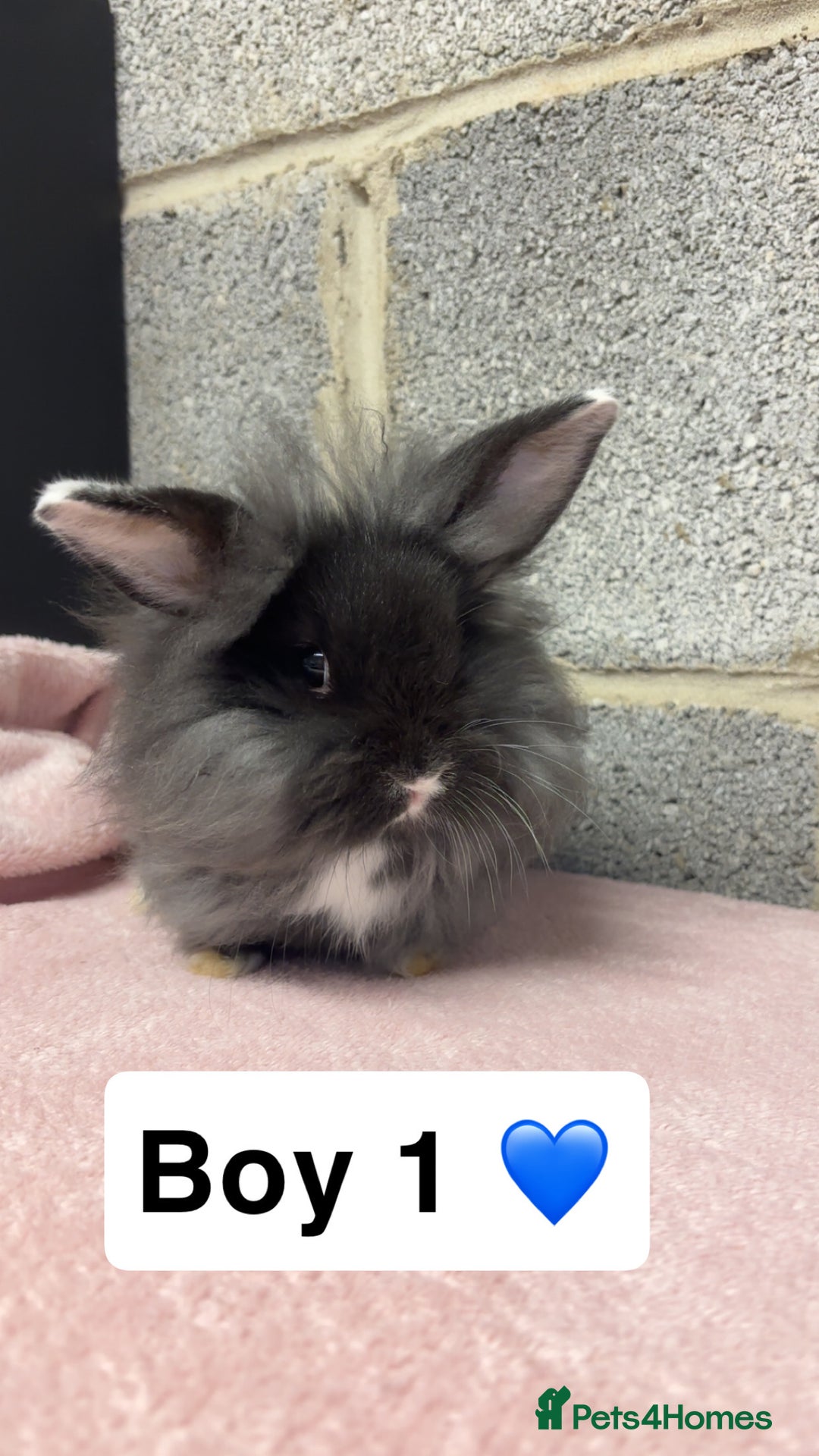 Mini Lop rabbits for sale: Mixed Mini Lops bunnies  - Advert 7