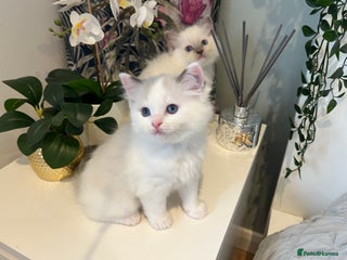 Ragdoll cats Beautiful Ragdoll Kittens - Advert 1
