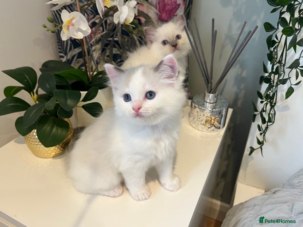 Ragdoll cats Beautiful Ragdoll Kittens - Advert 2