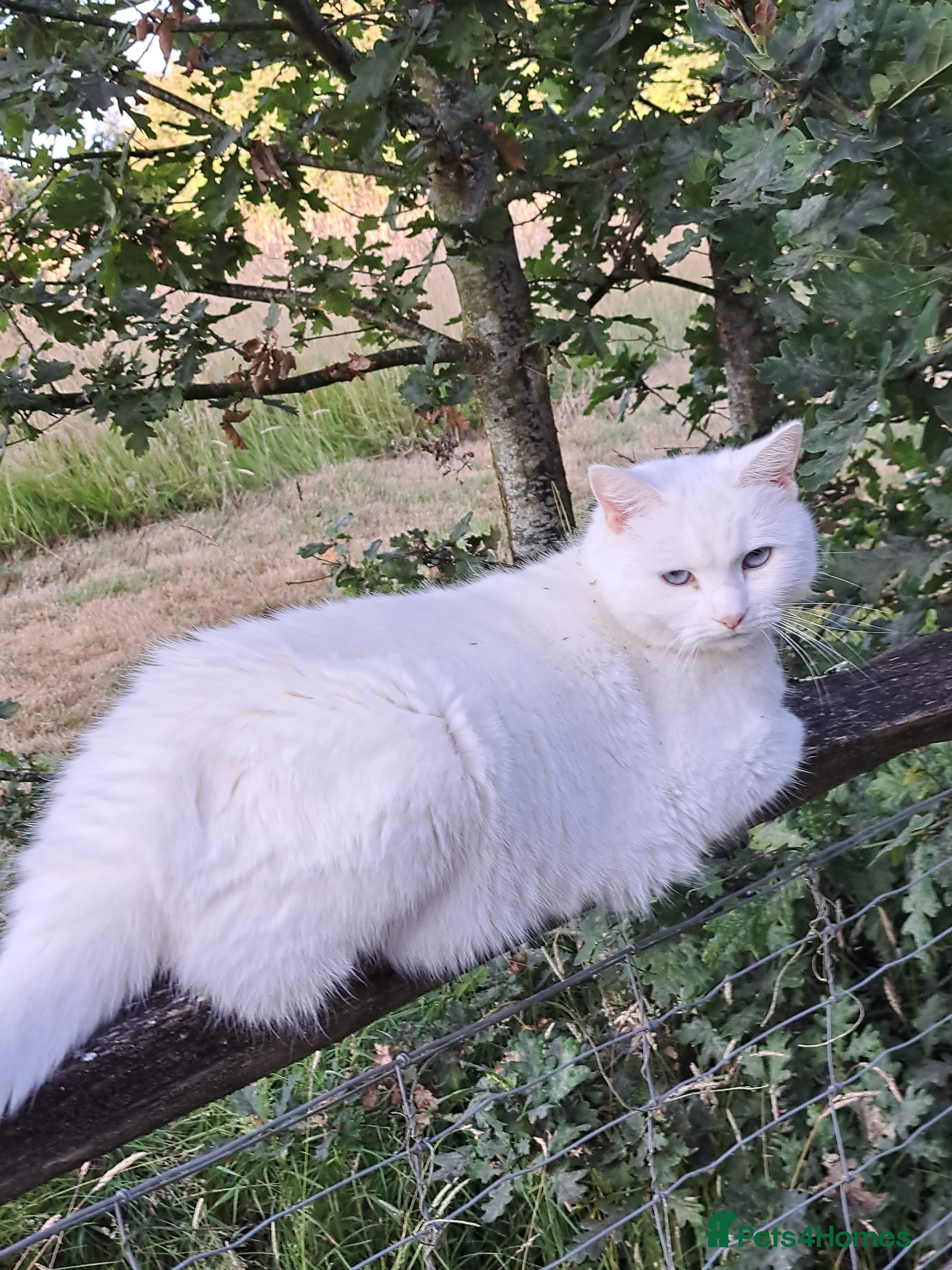 Mixed Breed cats Bea Rehoming  - Advert 1