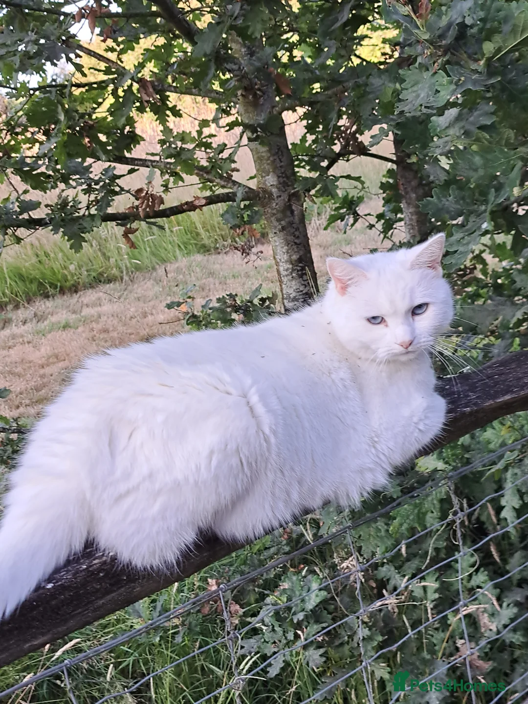 Mixed Breed cats for sale: Bea Rehoming  - Advert 1