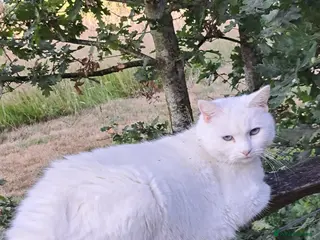 Mixed Breed cats Bea Rehoming - Advert 1