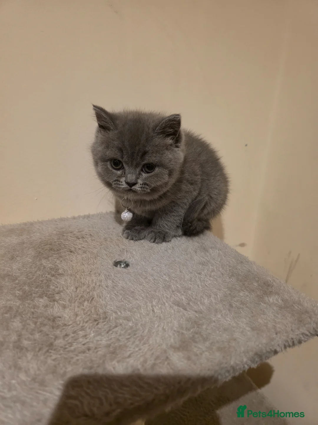British Shorthair cats for sale: Beautiful girl British Shorthair  - Advert 2