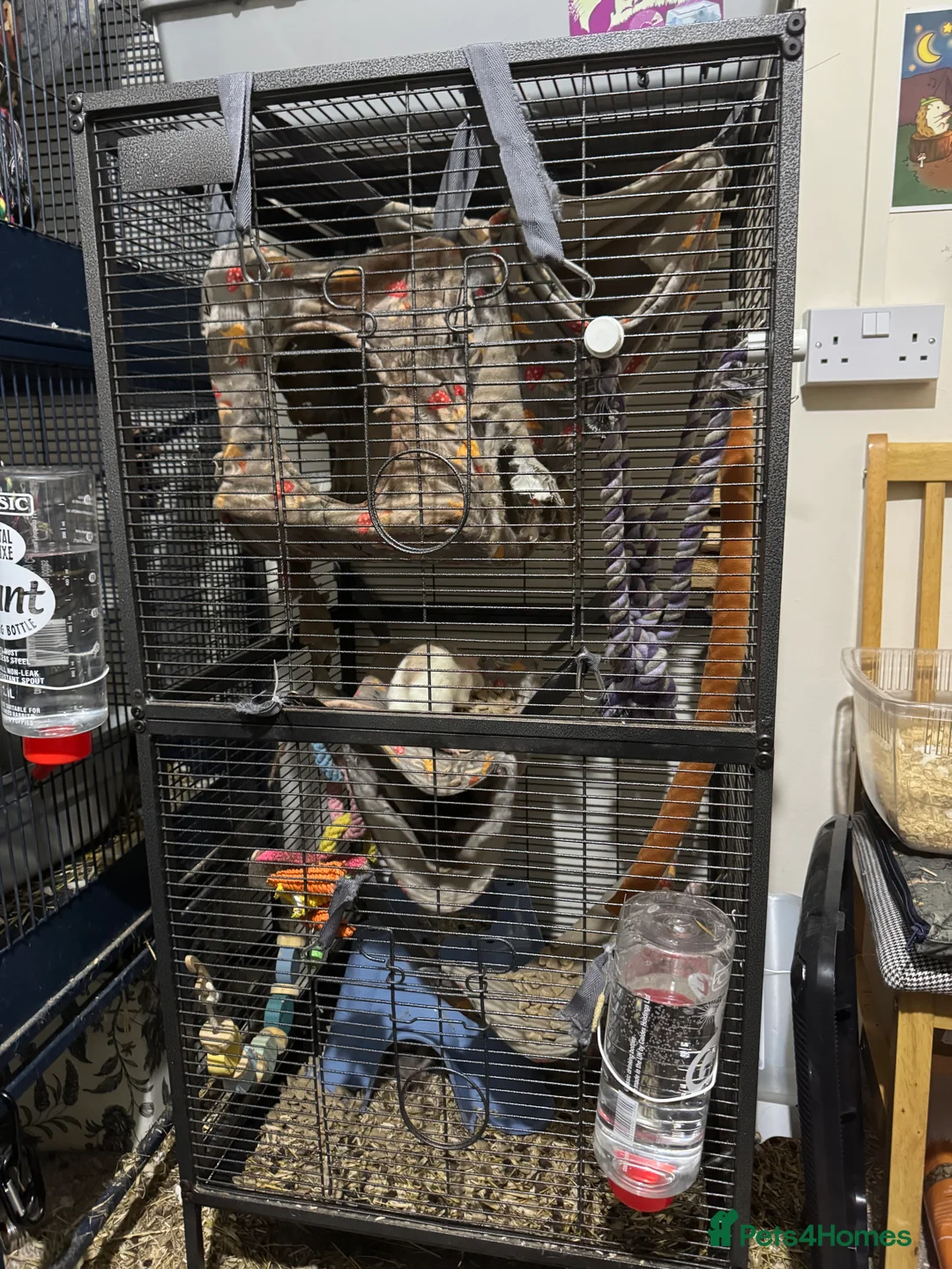 Rat rodents for sale: 3 Female rats and cage  - Advert 10