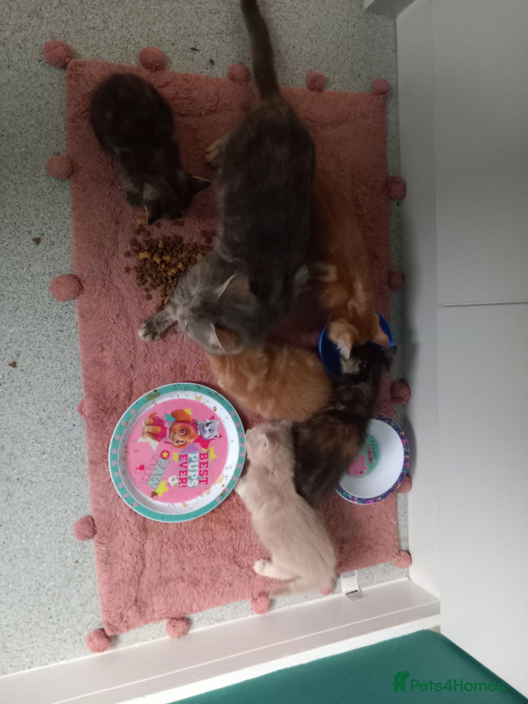 Mixed Breed cats for sale: Beautiful fluffy ginger boy and tabby girl   - Image 5