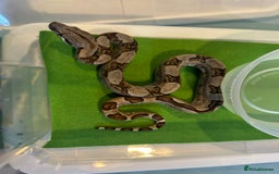 Boa Snake reptiles for sale: 2025 Boa Constrictor Babies in Letchworth Garden City - Image 9