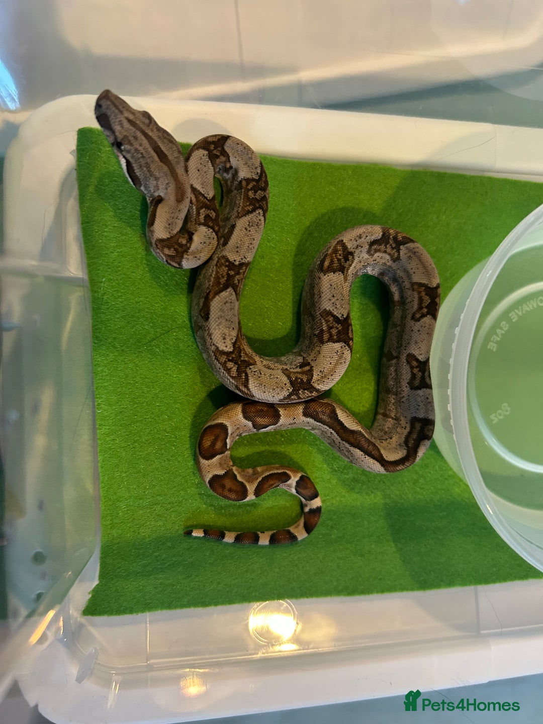 Boa Snake reptiles for sale: 2025 Boa Constrictor Babies in Letchworth Garden City - Image 9
