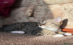 Domestic Shorthair cats for sale: brother and sister  - Image 10