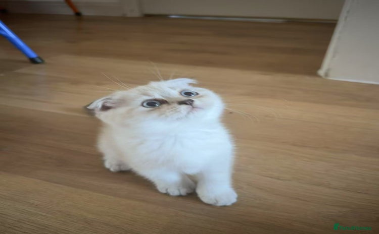 Mixed Breed cats - Advert 10