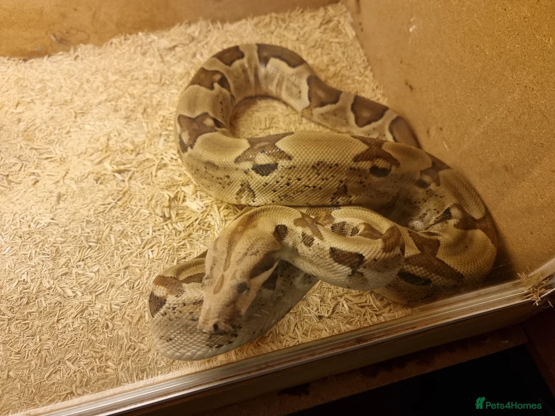 Boa Snake reptiles for sale: Male Hypo Boa - Advert 4