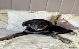Mixed Breed dogs for sale: Maisy - Image 2