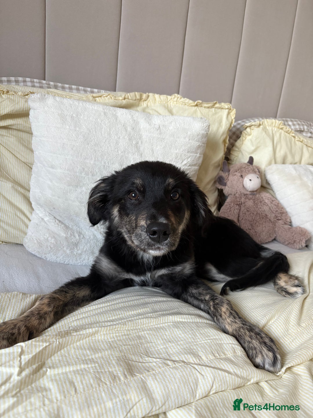 Mixed Breed dogs for sale: Maisy - Image 2