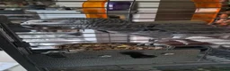 Parrots birds for sale: AFRICAN GREY MALE 8YEARS OLD  - Advert 6