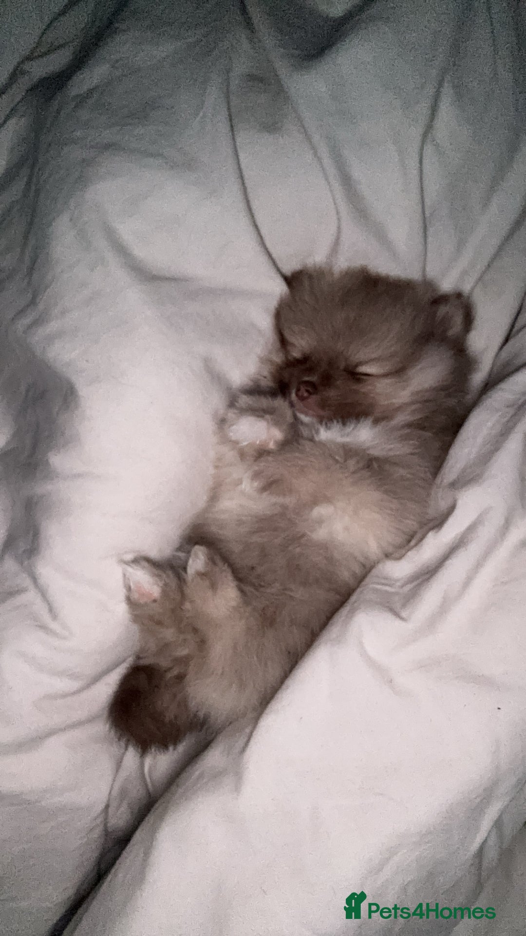 Pomeranian dogs for sale: Lilac Pomeranian puppy - Image 5