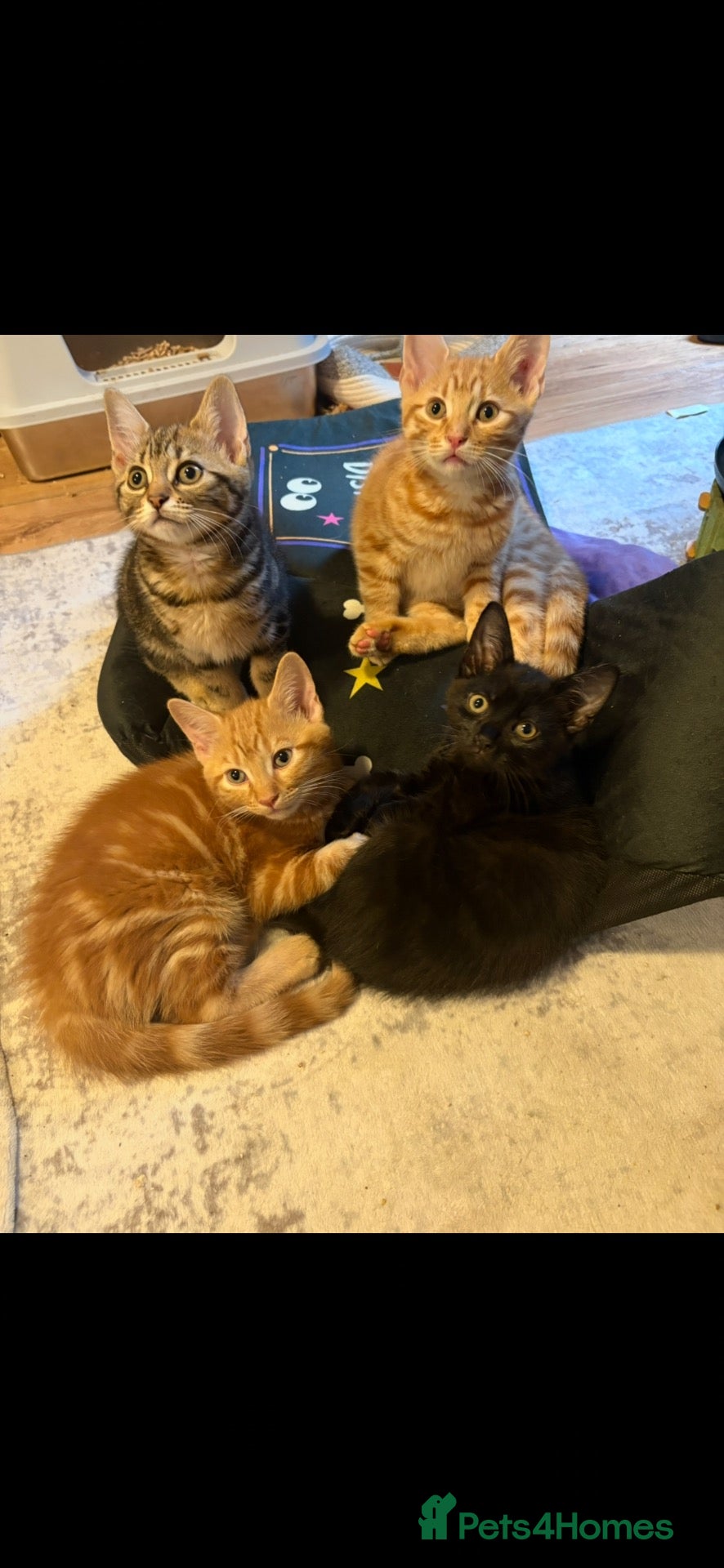 Mixed Breed cats Beautiful Kittens x4 Mixed colours Aged 11 weeks - Advert 7