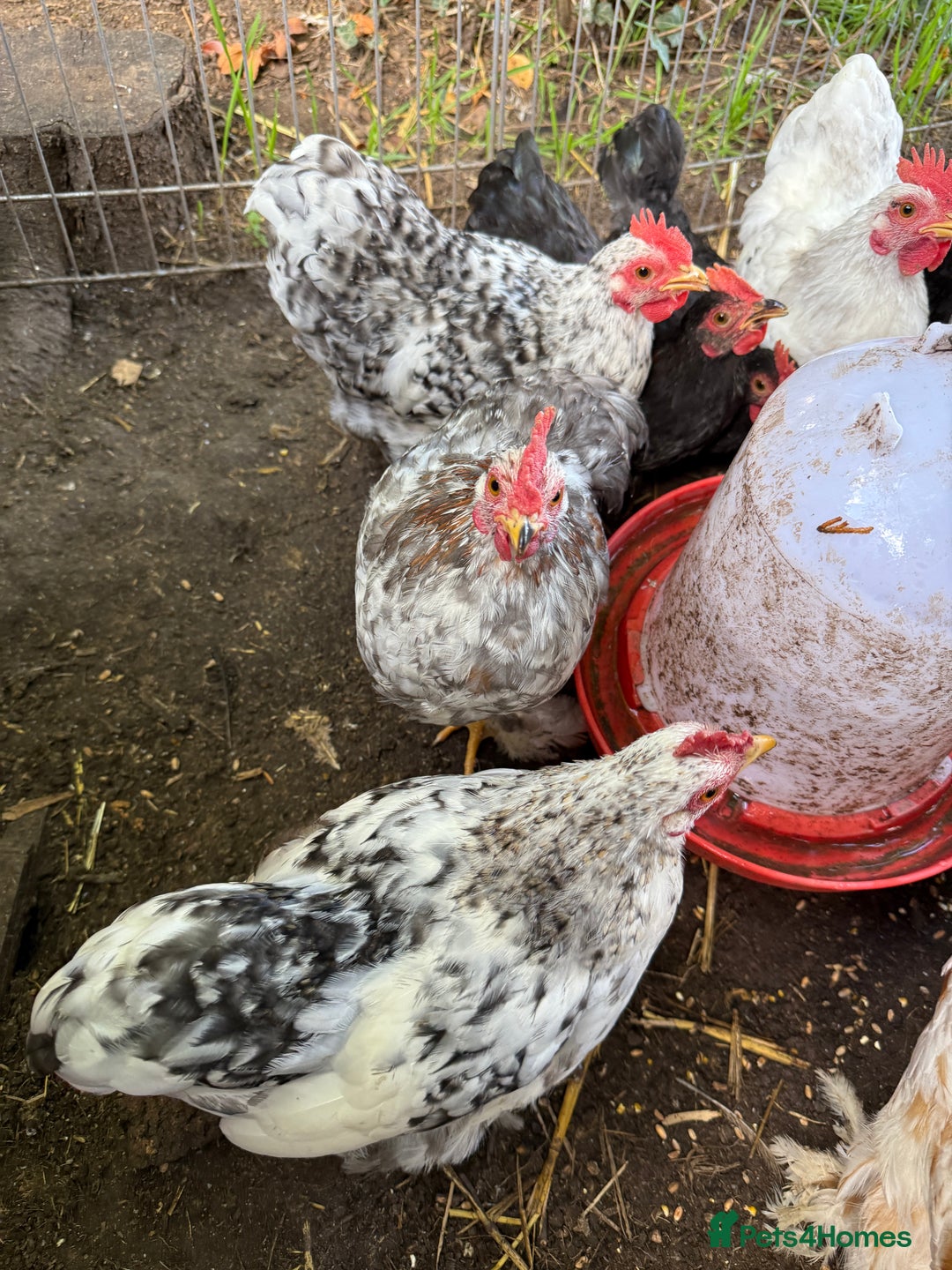 Chickens poultry for sale: Pekin bantams  - Image 7