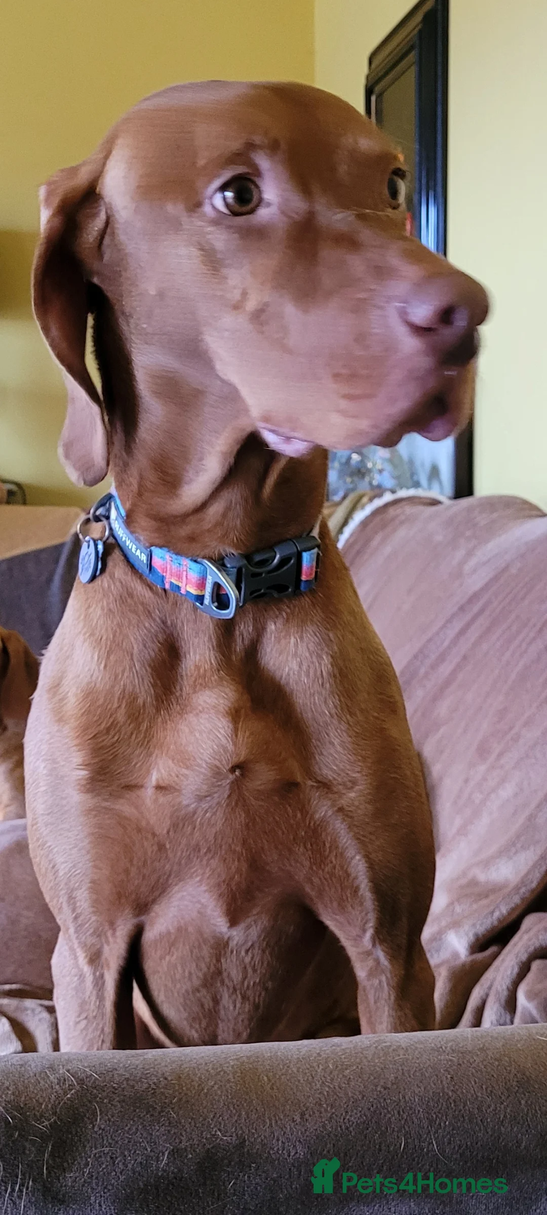 Hungarian Vizsla dogs for sale: Exceptional Three Year Old Neuteted Male - Advert 3