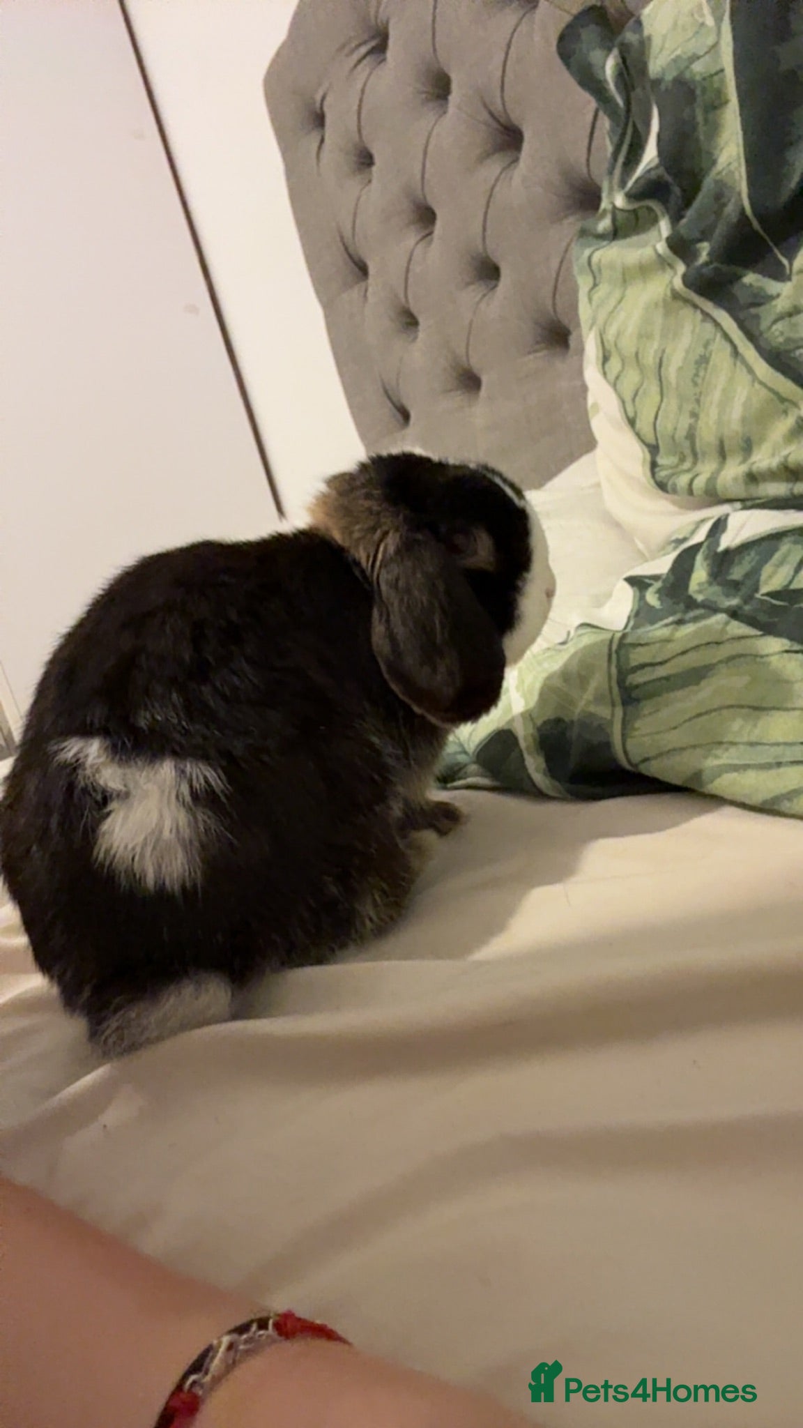 Mini Lop rabbits Male mini lop - Advert 3