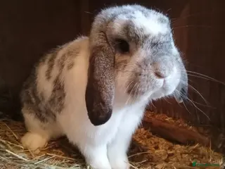 Mini Lop rabbits WANTED Healthy Friendly Mini Lop ADULTS - Advert 2