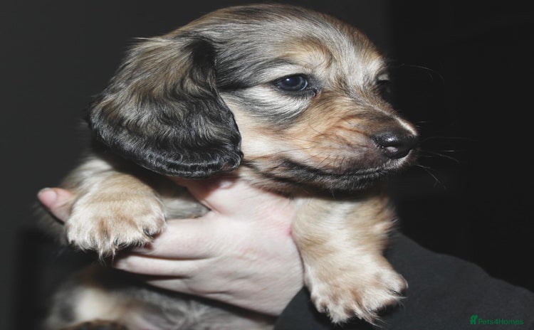 Miniature Dachshund dogs KC registered miniature dachshunds  - Advert 9