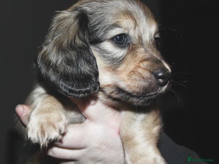 Miniature Dachshund dogs KC registered miniature dachshunds - Advert 4
