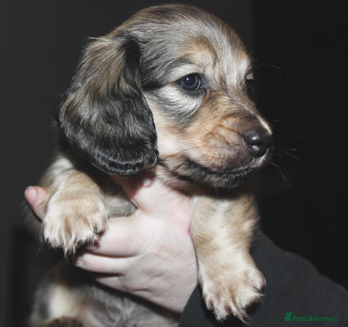 Miniature Dachshund dogs KC registered miniature dachshunds - Advert 1