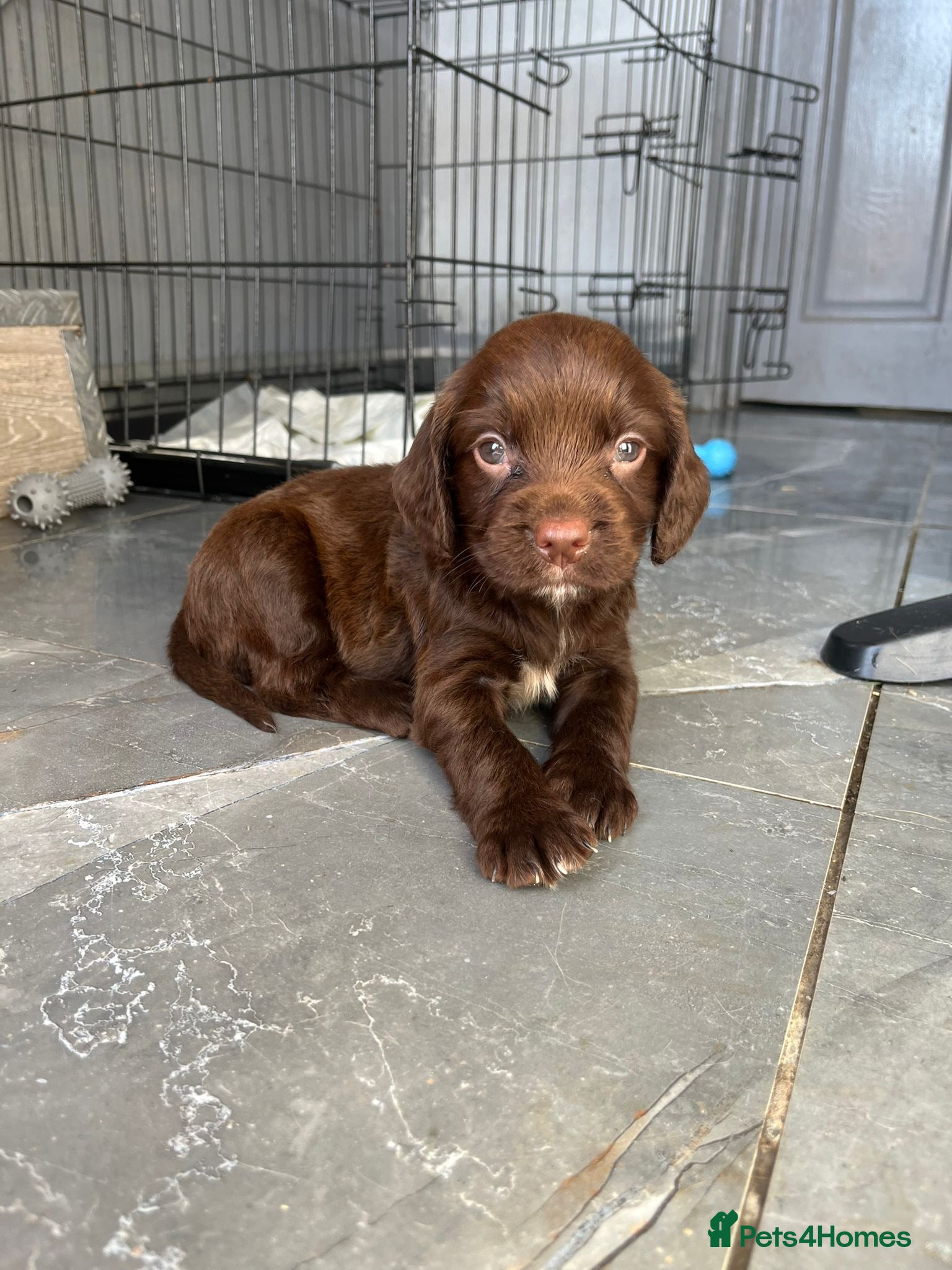 Cocker Spaniel dogs Stunning Cocker spaniel puppies 🐶🩷 - Advert 2