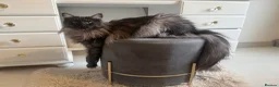 Maine Coon cats for sale: SHOW QUALITY MAINE COON KITTENS  - Advert 10
